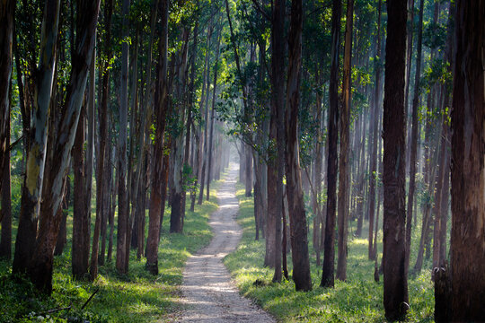 Walkway Amidst Trees In Forest