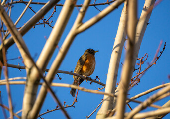 bird on a branch