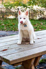 Chien qui se l&egrave;che le museau