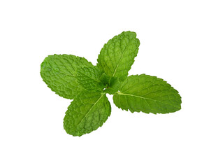 mint leaf isolated on a white background