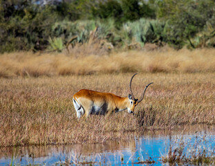 Red Lychee antelope grazes in swampy area near open water.