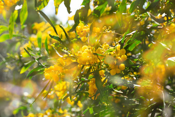 Blooming mimosa branches, Acacia pycnantha. Spring floral natural background concept. Copy space