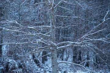 snow covered branches of silver birch  tree