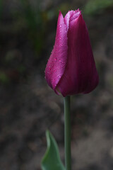 Blurred effect. Close up horizontal image of Pink flower tulip in spring garden. Tulip on green background. First spring flowers. Floral background. Spring .Nature. Freshness. Ecology.