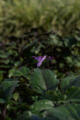 a beautiful small orchid flower among ornamental bushes