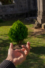 a hand showing a small cypress tree