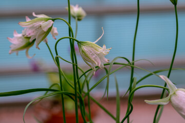 Fritillaria bucharica blossoms in the garden in spring