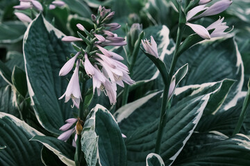 hosta plant pattern with beautiful pink flowers in the summer garden - obrazy, fototapety, plakaty