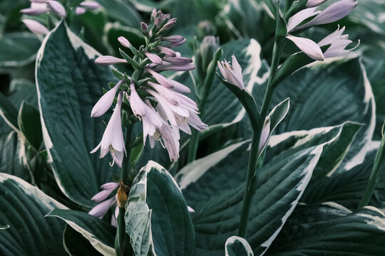 hosta plant pattern with beautiful pink flowers in the summer garden