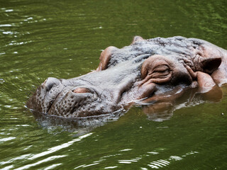 Picture of hippo's head.