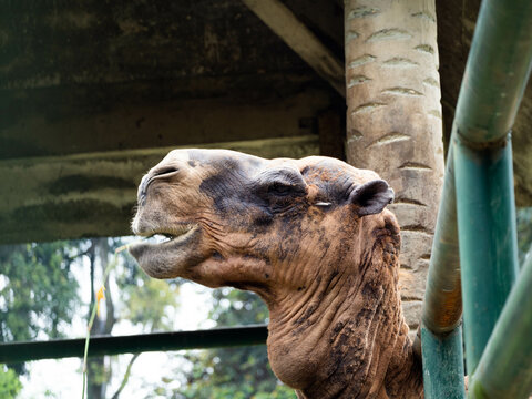 Pictures of a camel head