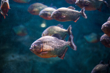 A flock of piranha fish behind the glass of an aquarium in the oceanarium
