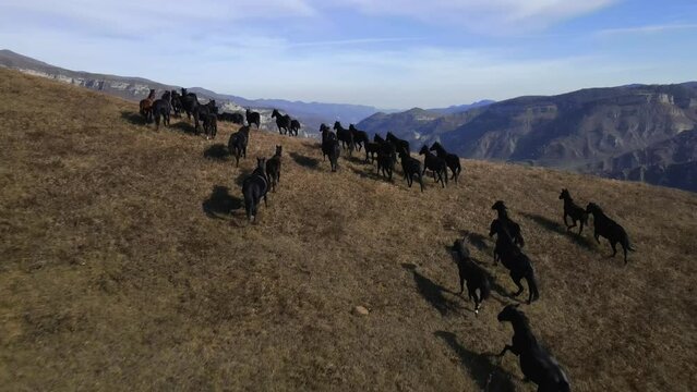 a herd of Kabardian horses galloping on the mountain