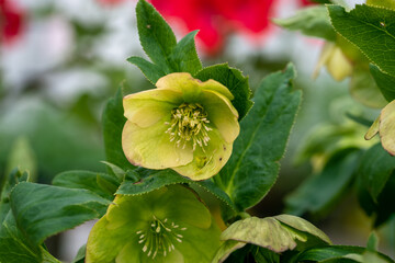 Obraz premium Helleborus orientalis flowered green blossoms in the garden in spring