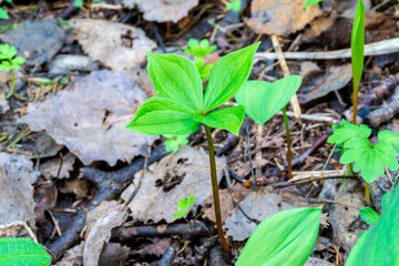 in spring, Paris quadrifolia grows from fallen leaves - a very poisonous perennial plant with four leaves