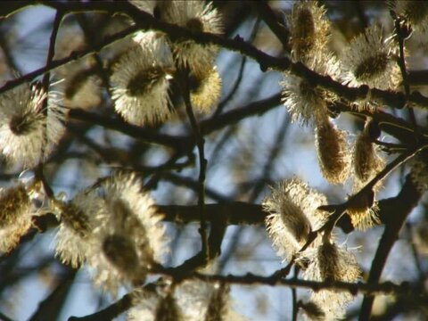 Spring time pussy willow catkins