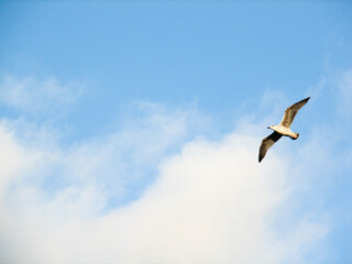 The underside of a gull, also known as a seagull, flying through the air under a blue sky with clouds.  Image has copy space.