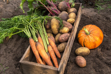 Organic potato, carrot, beetroot and pumpkin in garden close up. Autumn harvest of different...