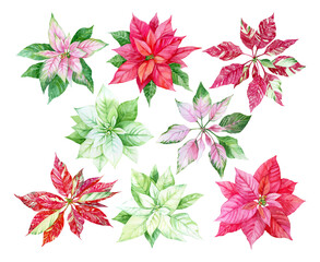 Set of red, pink, white poinsettias. Watercolor Christmas clipart. Multicolor plants on white background