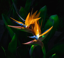 beautiful bird of paradise flowers closeup with dark green leaf background