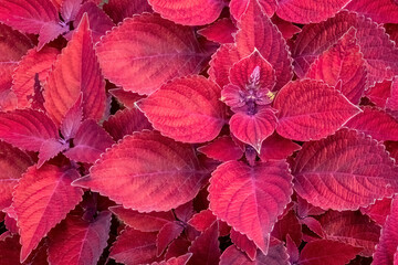 Red coleus