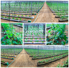 Set of photos. Flowering plants of tomatoes growing in the pots, inside giant plantation of hydroponic greenhouse. Modern technologies of food production.