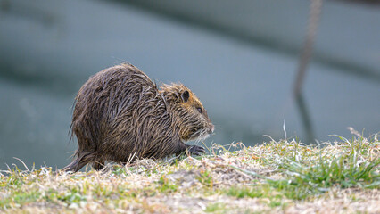 水辺で草を食べるヌートリア