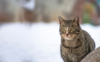 Naklejka na ściany i meble close-up stray cat with snow scene in background in winter