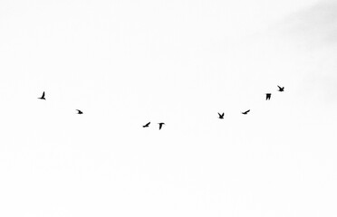 flock of birds