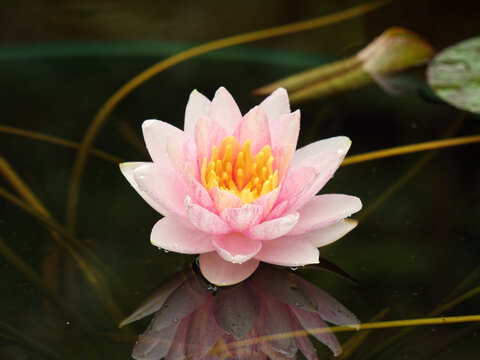 Summer flowers series, beautiful waterlily blossom in pond, close up image.