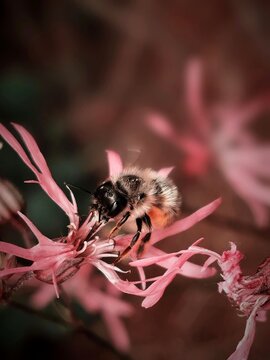 Close-up Of Bee Pollinating On Pink Flower