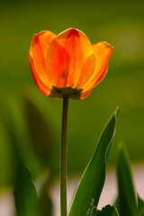 Tulipano