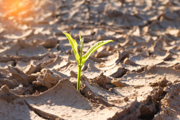 Close up young plant growing up on desolate land.New life concept.Small plants on the crack earth.fresh,seed,Photo fresh and new hopes  concept idea.