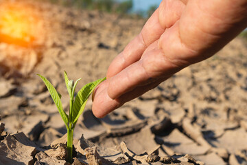 Hand touching is growing plant,Young plant in the morning light on ground background.Small plants on the ground in spring,Photo fresh and Agriculture  concept idea.