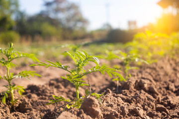Growing plant,Young plant in the morning light on ground background, New life concept.Small plants on the ground in spring.fresh,seed,Photo fresh and Agriculture concept idea.