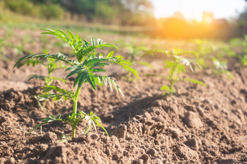 Growing plant,Young plant in the morning light on ground background, New life concept.Small plants on the ground in spring.fresh,seed,Photo fresh and Agriculture concept idea.