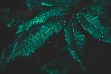 Top view leaf background.Green leaves color tone dark in the morning.Tropical Plant in Thailand,e