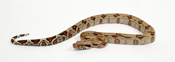 Abgottschlange // Red-tailed boa (Boa constrictor)