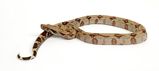 Red-tailed boa // Abgottschlange (Boa constrictor)