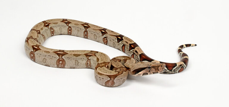 Abgottschlange // Red-tailed boa (Boa constrictor)
