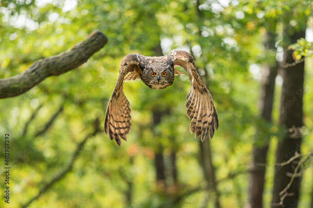 Fototapete Eagle owl from a front. Forrest with flying owl directly to the camera. Photo with frozen wings in a movement. Bubo bubo.