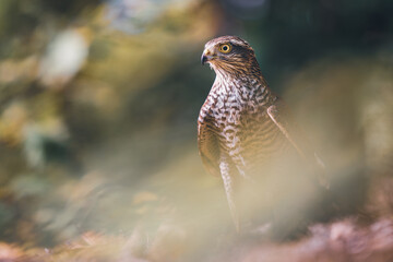 Eurasian sparrowhawk in the autumn forest. Northern sparrowhawk.