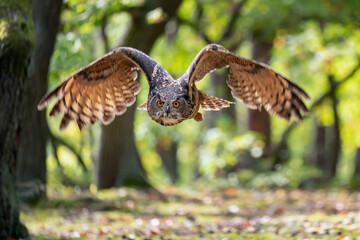 Eagle owl flying through autumn forest in sunny day. Spread wings of eagle owl in habitat with trees. Action sunny day scene from nature.