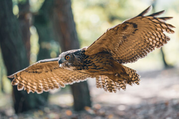Euroasian eagle owl with spread wings. Flying animal in the forest habitat.