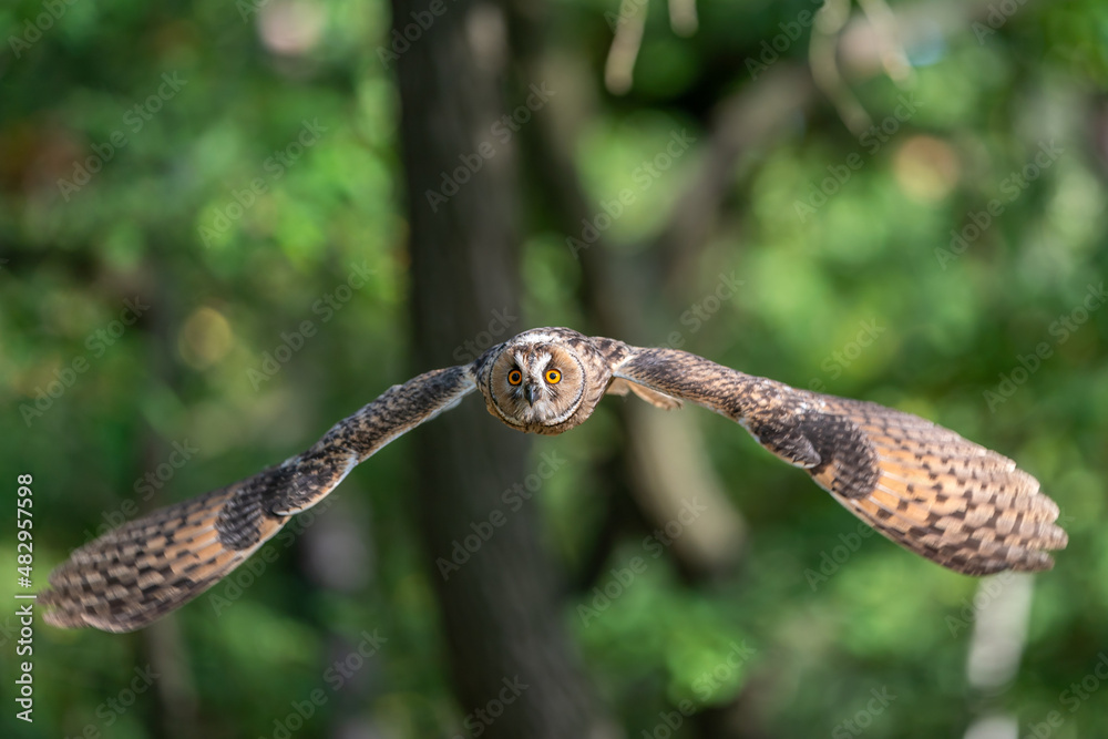 Poster long-eared owl flying into the camera. owl with green forest in a backgroung. asio otus. beautiful o