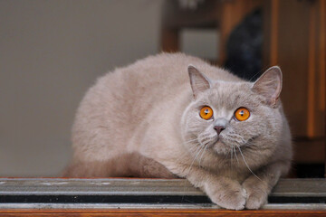 Stunning British short hair cat with cute brown eyes sitting on an open back door of a house with...