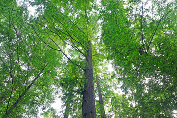 Obraz premium Metasequoia plants in Beijing Botanical Garden