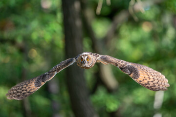 Naklejka na ściany i meble Long-eared owl flying into the camera. Owl with green forest in a backgroung. Asio otus. Beautiful owl with spreaded wings.