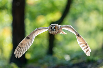 Flying long-eared owl. Spreaded backlighted wings. Front action owl photo.