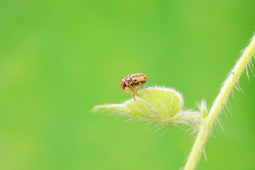 Leaf beetle on wild plants, North China